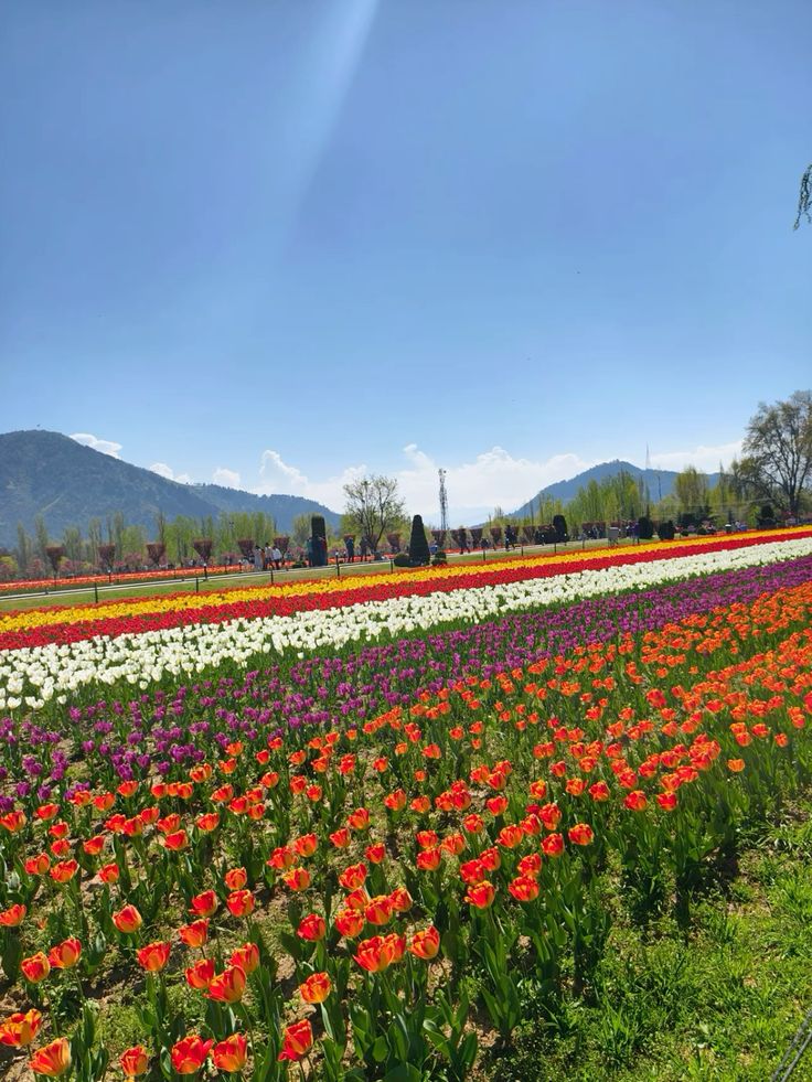Srinagar - Gulmarg